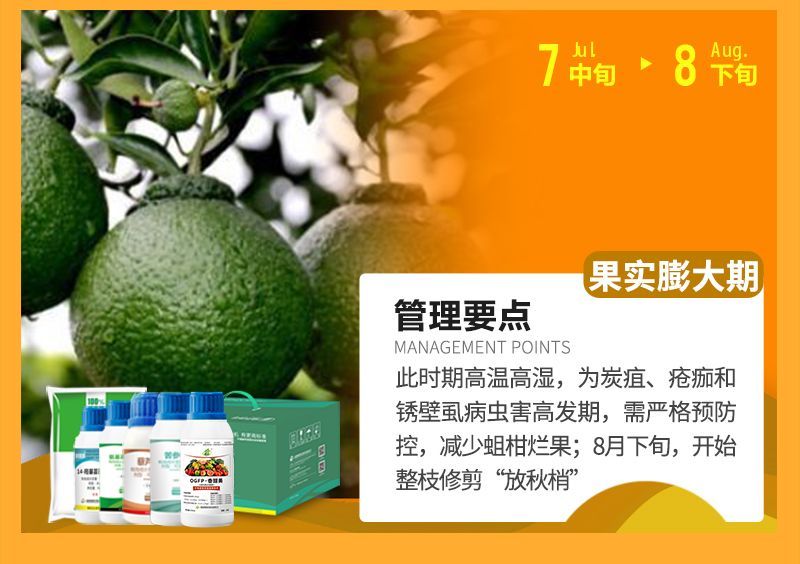 此時(shí)期高溫高濕，為炭疽、瘡癡和銹壁虱病蟲(chóng)害高發(fā)期，需嚴(yán)格預(yù)防控，減少蛆柑爛果;8月下旬，開(kāi)始整枝修剪“放秋梢”
