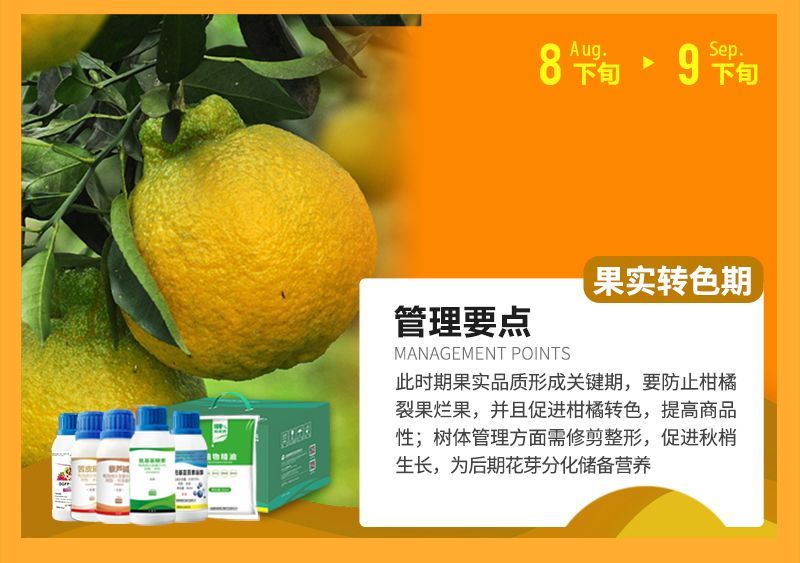 此時期果實品質(zhì)形成關(guān)鍵期，要防止柑橘裂果爛果，并且促進柑橘轉(zhuǎn)色，提高商品性;樹體管理方面需修剪整形，促進秋梢生長，為后期花芽分化儲備營養(yǎng)
