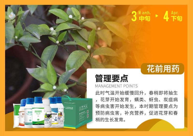 此時氣溫開始緩慢回升，春梢即將抽生花芽開始發(fā)育，蠕類、蚜蟲、炭疽病等病蟲害開始發(fā)生，本時期管理要點為預(yù)防病蟲害，補充營養(yǎng)，促進花芽和春梢的生長發(fā)育。